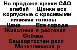 На продаже щенки САО (алабай ). Щенки все корпусные с красивыми линиями головы . › Цена ­ 30 - Все города Животные и растения » Собаки   . Башкортостан респ.,Мечетлинский р-н